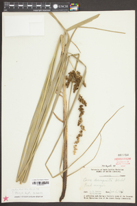 Carex decomposita image