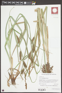 Carex hyalinolepis image