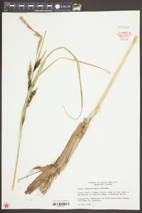 Carex hyalinolepis image