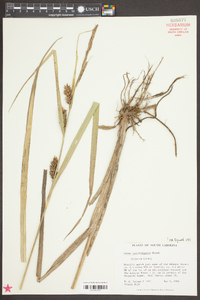 Carex hyalinolepis image