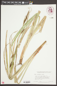 Carex hyalinolepis image