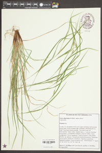 Carex oligocarpa image