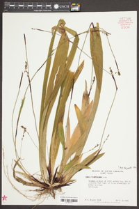 Carex plantaginea image