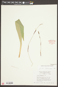 Carex plantaginea image