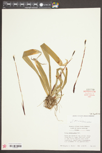 Carex plantaginea image