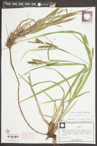 Carex scabrata image