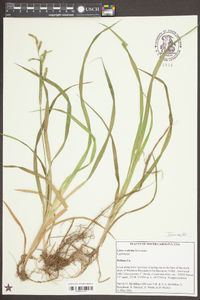 Carex scabrata image