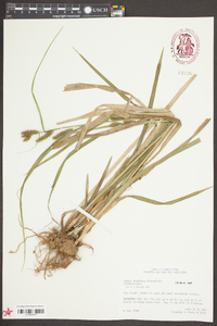 Carex scabrata image