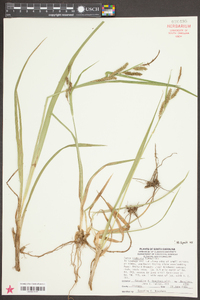 Carex scabrata image