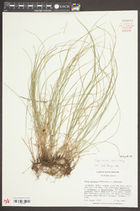 Carex socialis image