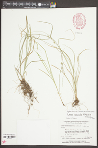 Carex socialis image