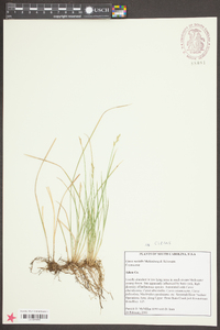 Carex socialis image