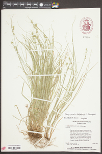 Carex socialis image