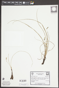 Hypoxis rigida image