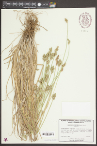 Carex longii image