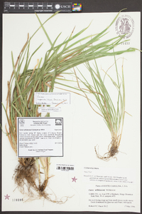 Carex willdenowii image