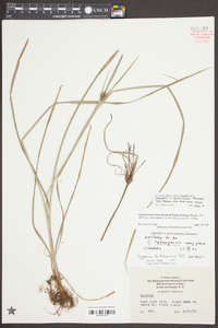 Cyperus hystricinus image