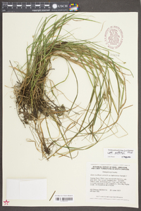 Carex godfreyi image