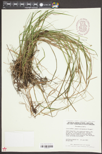 Carex godfreyi image