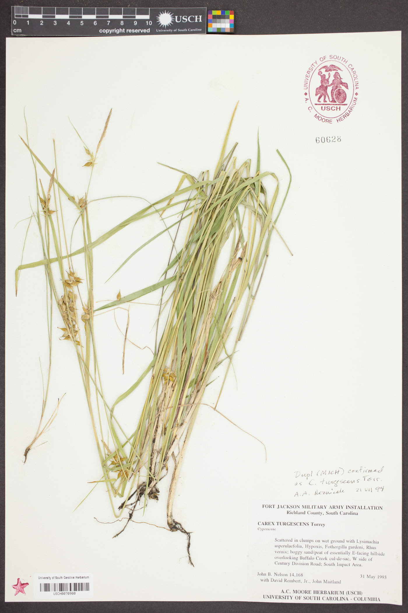 Carex turgescens image