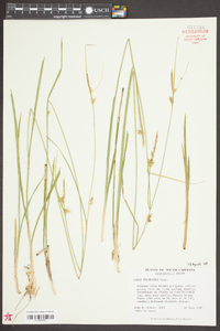 Carex turgescens image