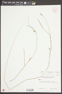 Carex turgescens image