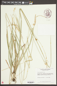 Carex turgescens image