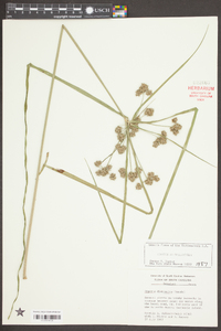 Cyperus distinctus image