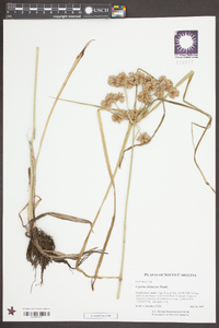 Cyperus distinctus image