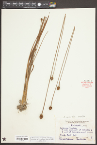 Xyris jupicai image