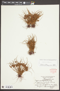 Cyperus granitophilus image