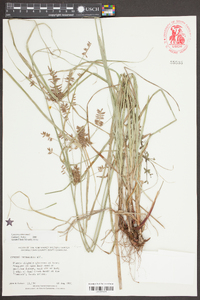 Cyperus tetragonus image