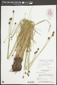Xyris jupicai image