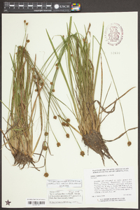 Xyris jupicai image