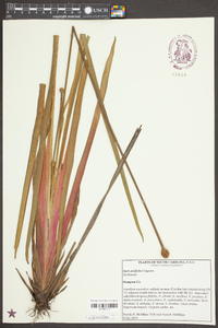 Xyris iridifolia image