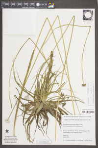 Eriocaulon compressum image