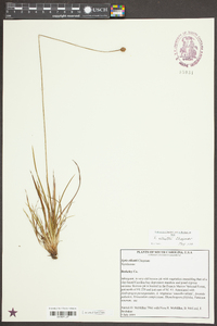 Xyris elliottii image
