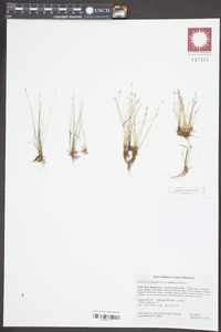 Eleocharis quinqueflora image