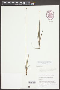 Xyris difformis var. floridana image