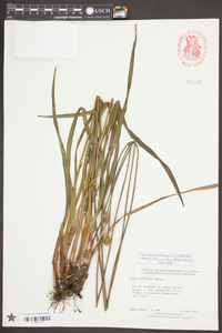 Xyris difformis image