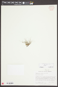Fimbristylis vahlii image