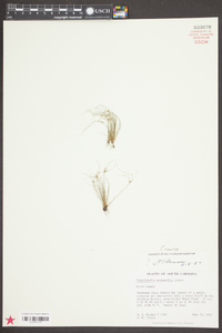 Fimbristylis perpusilla image