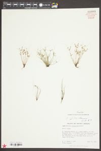 Fimbristylis perpusilla image