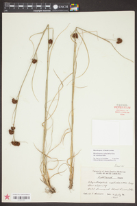 Rhynchospora cephalantha image