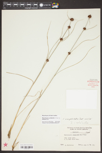 Rhynchospora cephalantha var. attenuata image