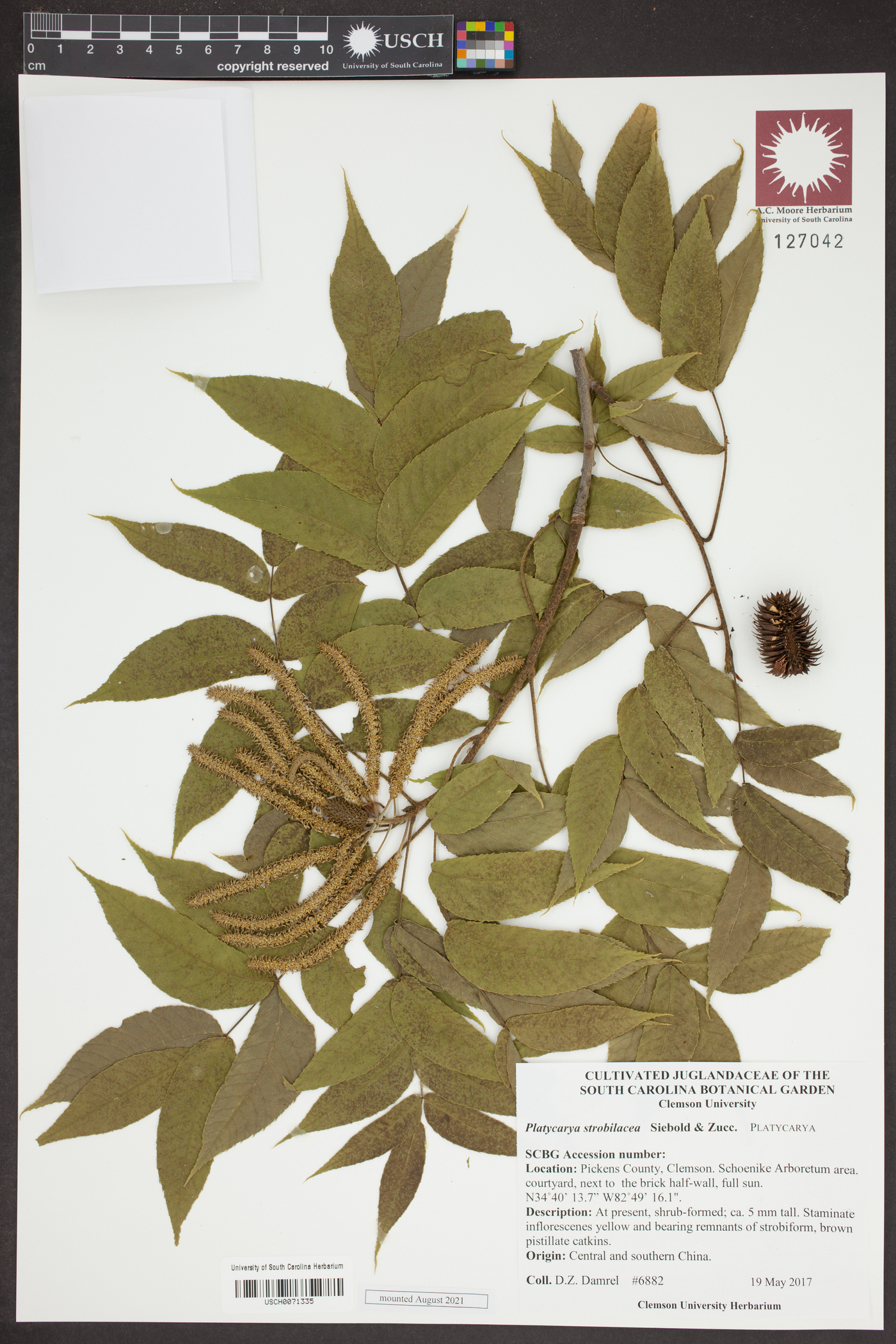 Platycarya image