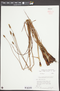 Xyris caroliniana image