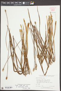 Xyris caroliniana image