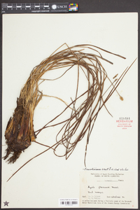 Xyris caroliniana image