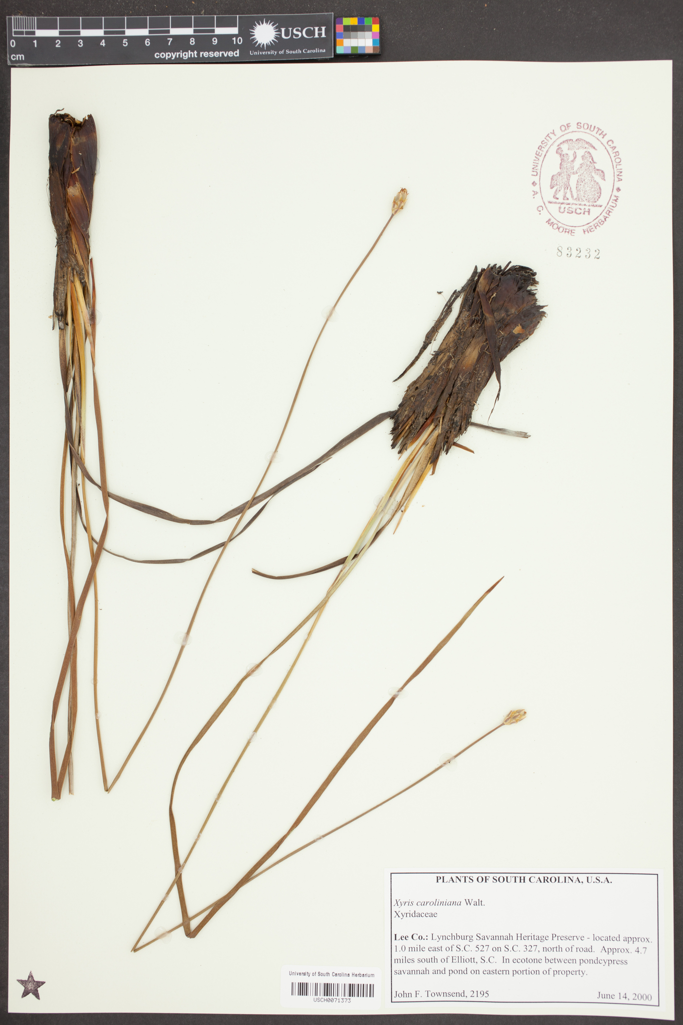 Xyris caroliniana image